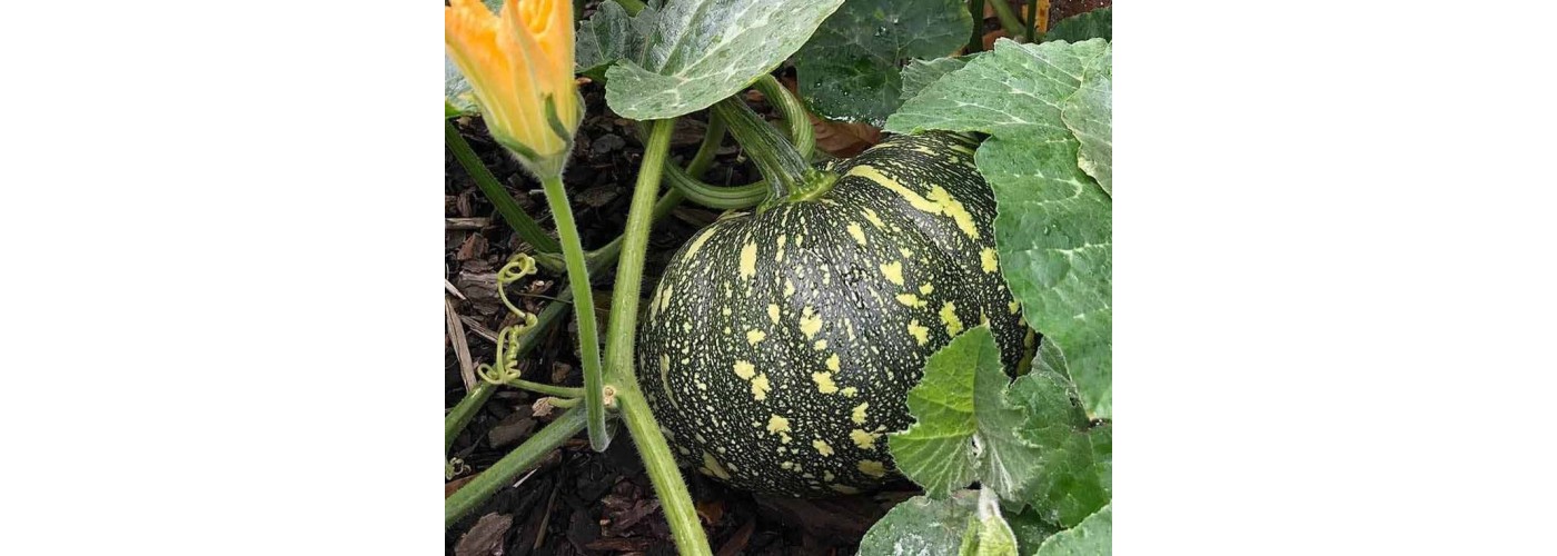 Pumpkin