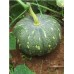 Pumpkin कद्दू
