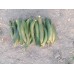 Ridge Gourd नेनुआ Ridge Gourd नेनुआ