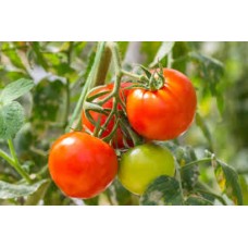 Tomato टमाटर