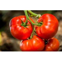 Tomato Red लाल टमाटर Tomato Red लाल टमाटर