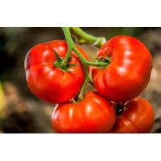 Tomato Red  लाल टमाटर 