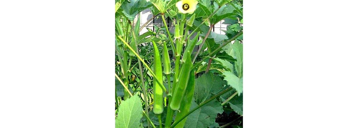 Bindi भिन्डी
