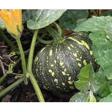 Pumpkin कद्दू