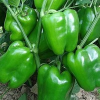 Shimla Mirch शिमला मिर्च Shimla Mirch शिमला मिर्च